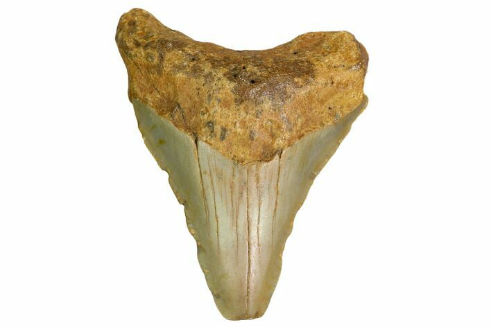Bargain, Megalodon Tooth - North Carolina #152818